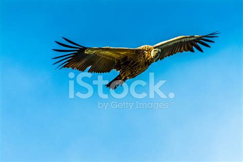 Cape Vulture Stock Photo | Royalty-Free | FreeImages