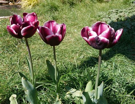 Tulip identification please? — BBC Gardeners' World Magazine