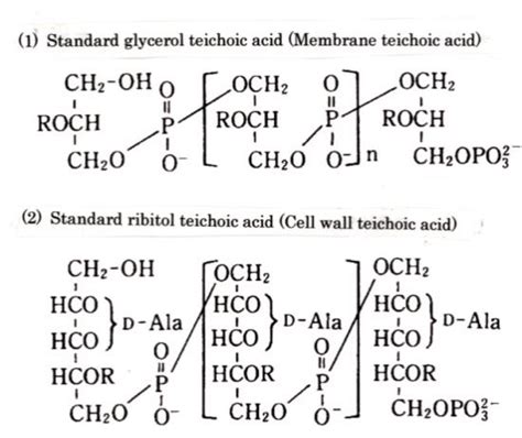 Fig. A8 Molecular structures of teichoic acids; (1) Membrane teichoic ...