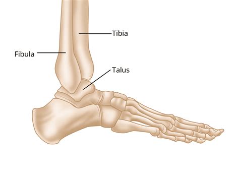 Ankle Fusion Surgery: Procedure, Treatment Recovery | atelier-yuwa.ciao.jp