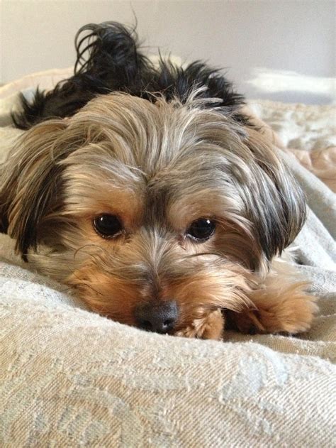 10 Best images about Morkie cuts/grooming on Pinterest | Yorkie ...