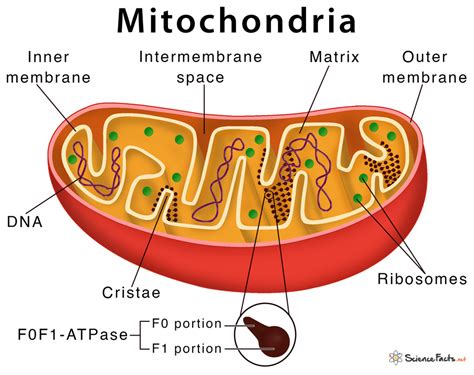 Mitochondrion, Powerhouse of cell - Study Solutions