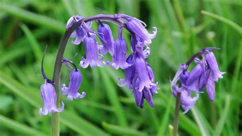 √1000以上 bluebells meaning 310270-Bluebells meaning and symbolism