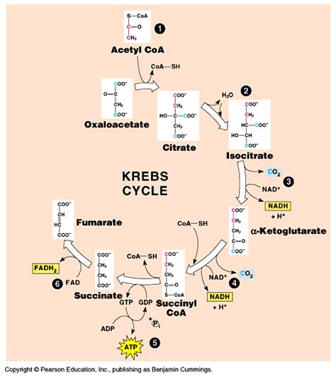 biochemistry - How many molecules NADH are produced in the Krebs Cycle ...