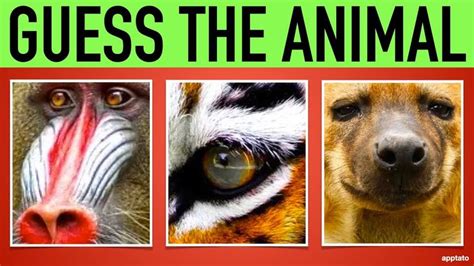 Guess the Animal Quiz #3 | Name all the Animals by Closeup Guessing ...