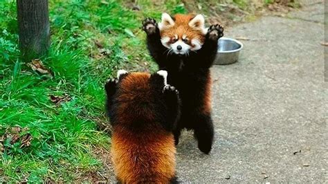 Red pandas and normal pandas both share a pseudo thumb used to make ...