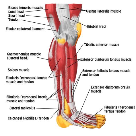 Tendons In Foot Diagram Diagram Of Lower Leg Muscles And Tendons ...