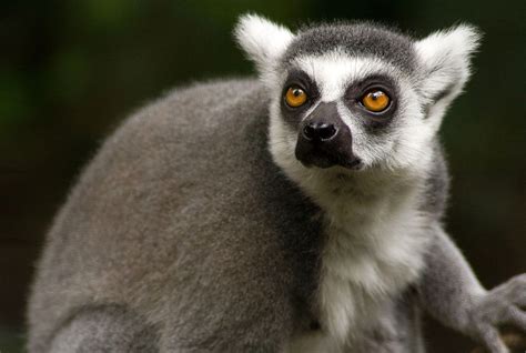 Lemur monkey, common in Madagascar image - Free stock photo - Public ...