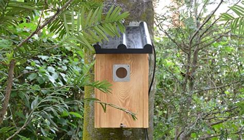 The Bird Box Camera is Offline After Rain - The Best Practical ...