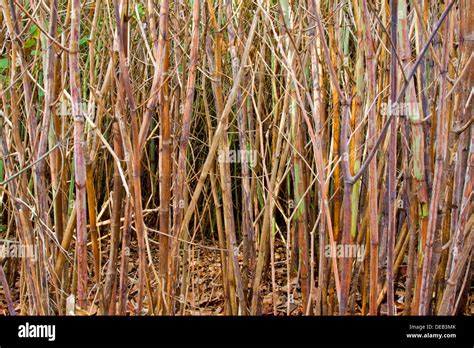 A close up of Japanese Knotweed stems starting to die back in autumn ...