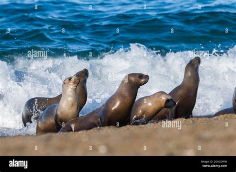 Sea lions in breeding colony, Peninsula Valdes, Unesco World Heritage ...