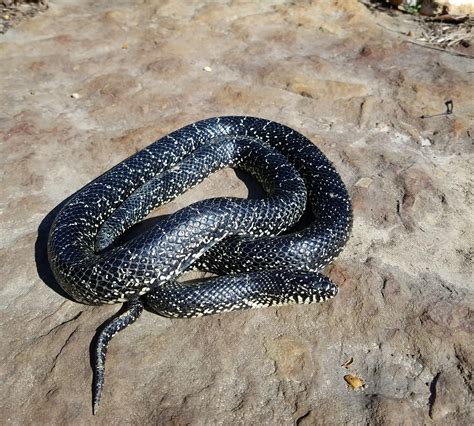 Black Kingsnake : r/wildlifephotography