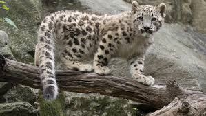 Physical and Behavioral Adaptations - Snow Leopards