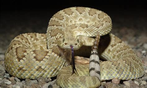 Rattlesnake Head: What Makes it Unique? - IMP WORLD