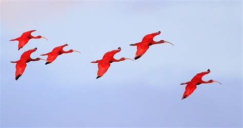 Scarlet Ibis in Flight Last Light | Flickr - Photo Sharing!