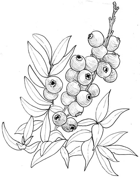 blueberry - low bush | Bush drawing, Drawings, Plant drawing