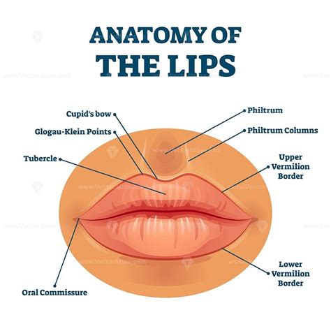 Anatomy of lips with detailed labeled parts description vector ...