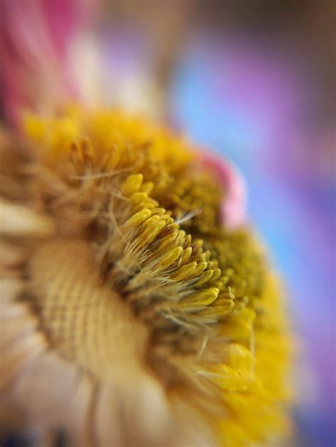 9 Tips For Beautiful Flower Macro Photography On iPhone