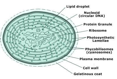 Cyanobacteria,thallus,cell Structure | Tutorvista.com | Plasma membrane ...