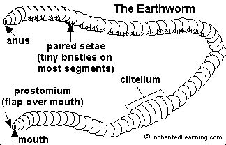 Earthworm Read-and-Answer Quiz - Enchanted Learning Software