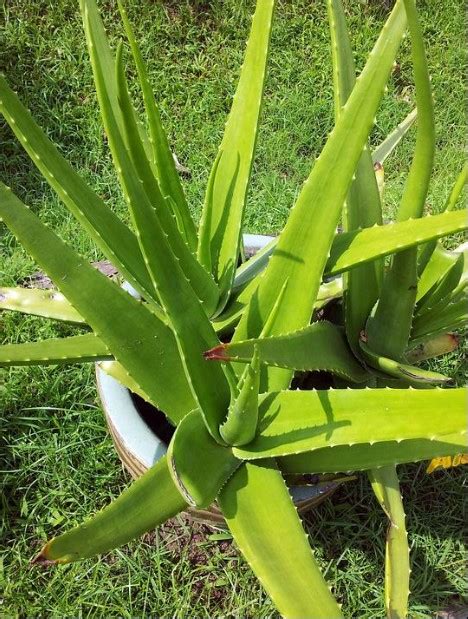 Aloe Vera Plant - Benefits and Care | 12 Tips to Grow Aloe Vera Plants