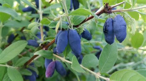 Haskap berries to be sold in Europe after listing as traditional food ...