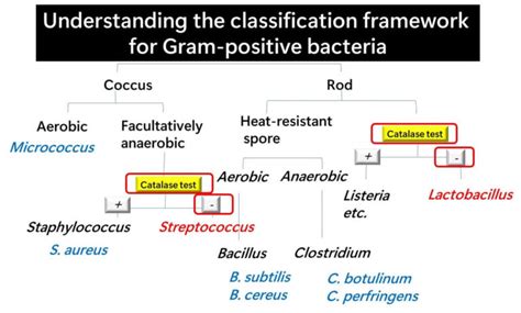 How Do We Distinguish Lactic Acid Bacteria from Other Gram-Positive ...