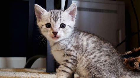 Egyptian Maus Cat are a small- to medium-sized short-haired cat breed ...