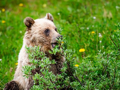 Yellowstone grizzly bears now dine on dandelions instead of trash ...