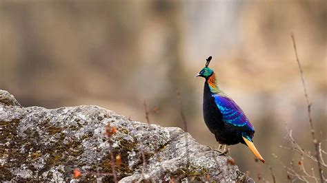 HD wallpaper: bird, pheasant, Nepal, Sagarmatha national Park ...