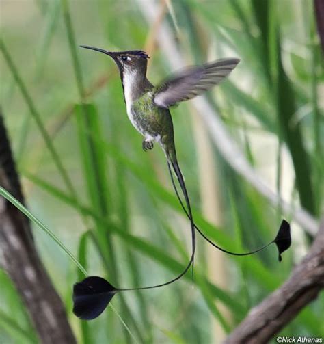 Spatuletail Hummingbird Peru | spatuletail hummingbird | Fåglar