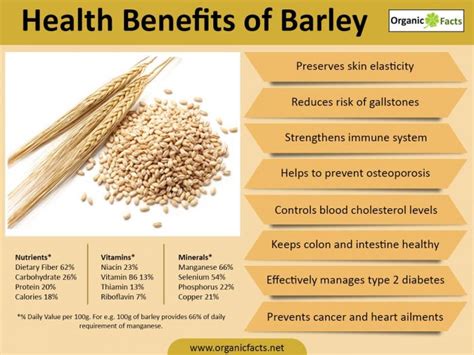 Health benefits of Barley — The Spent Goods Company