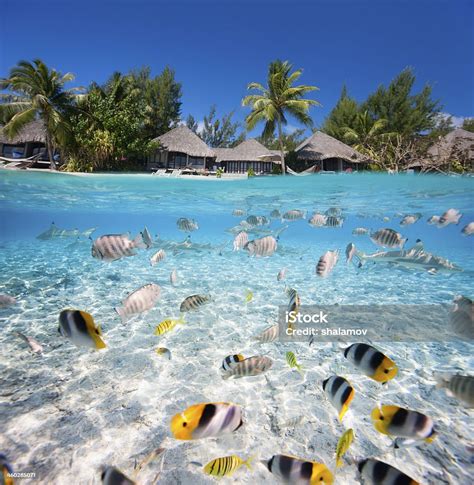 Pulau Tropis Dengan Air Jernih Penuh Ikan Foto Stok - Unduh Gambar ...