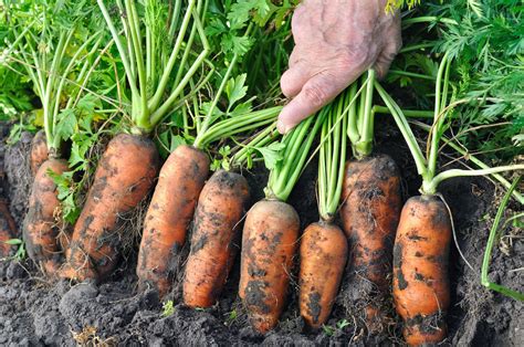 You Can Actually Harvest Carrots At Any Time - But This Is When They're ...