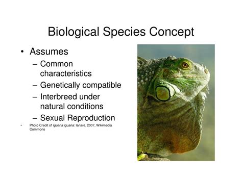 PPT - Species and Speciation PowerPoint Presentation, free download ...