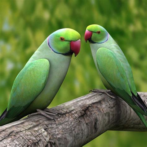 Aviculture Hub (@AvicultureHub) | Twitter | Parrot image, Parrots art ...