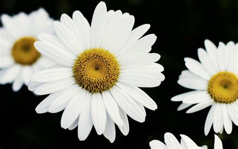 Daisy Flower Wallpaper For Desktop Hd | Images and Photos finder