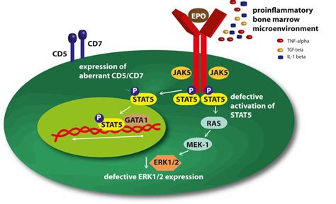 Mechanisms of resistance to erythropoiesis-stimulating agents (ESAs ...