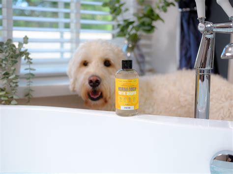 Itchy Dog | Natural Shampoo | Dog & Puppy – Herbal Dog Co