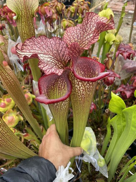 Carnivorous Plants In The Tropical Rainforest