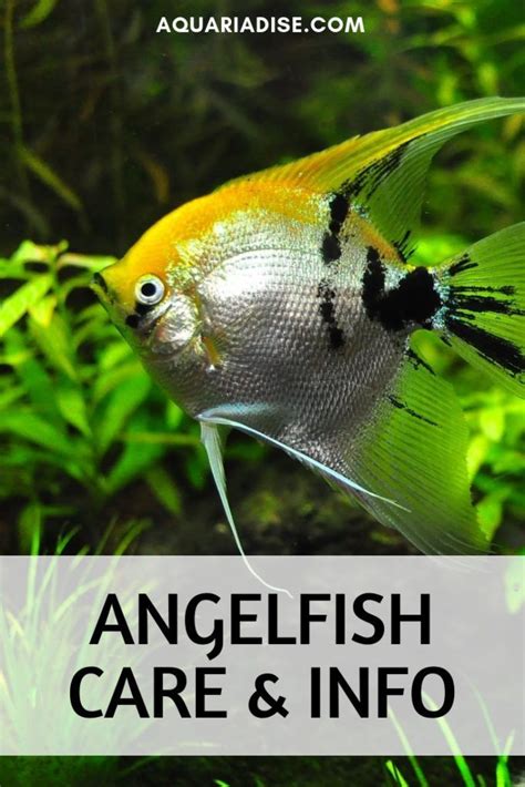 Angelfish Care - How To Care Info