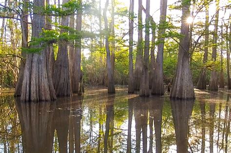 Tour Louisiana's Atchafalaya Basin Swamp | The Heart of Louisiana