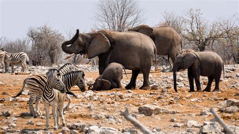 Kostenlose foto : Natur, Abenteuer, Tier, trocken, Tierwelt, Herde ...