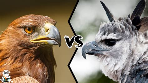 Golden Eagle VS Harpy Eagle - Who Is The King Of The Sky? - YouTube