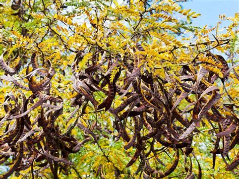 Seed pods on acacia tree close up — Stock Photo © vvoennyy #32915121