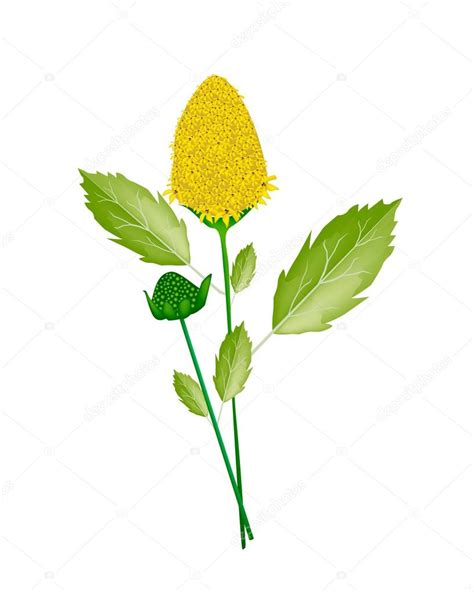 Fresh Paracress Plant on A White Background — Stock Photo © Iamnee ...