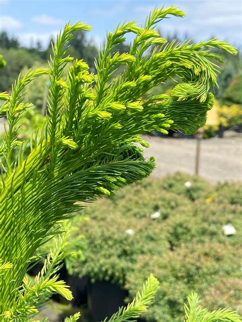 Buy Cryptomeria japonica 'Cristata'Japanese Cedar | Conifer Kingdom