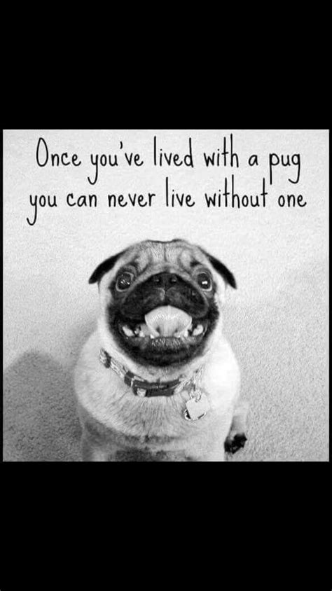 Pin by Su Shelley on Pugs. | Pugs, Poster, Movie posters