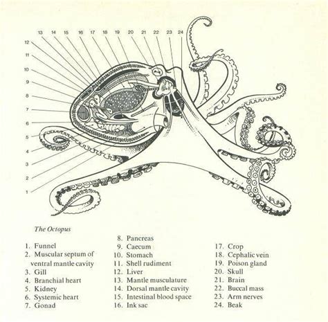 octopus internal anatomy | Octopus anatomy, Octopus, Octopus art