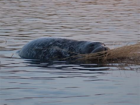 Premium AI Image | Narwhal in the Arctic arctic habitat